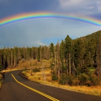 Rainbow over Roadside Forest Trees