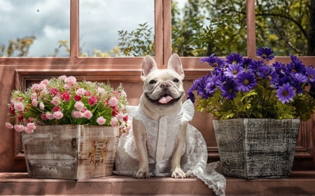 All Dressed Up - cute, dogs, animals, funny