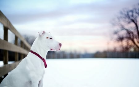 winter dog - cute, winter, dogs, animals