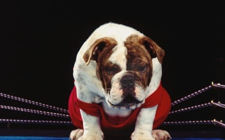 Boxing Dog - humour, dogs, animals, funny