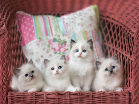 Four to love - white, kittens, cute, pillow