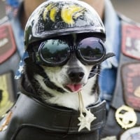 Police Dog