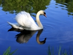 SWAN