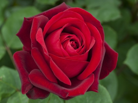 ROSE - leaves, green, petals, red