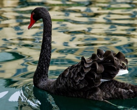 SWAN - wings, water, feathers, waves