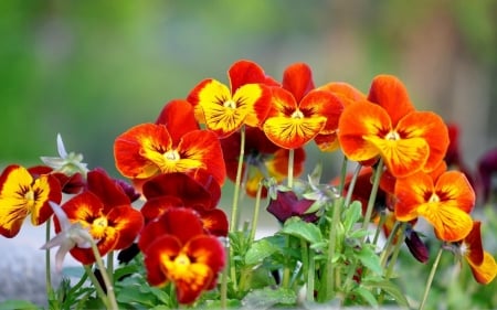 PANSIES - leaves, petals, nature, colors