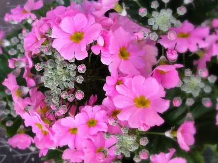 FLOWERS - leaves, petals, nature, colors