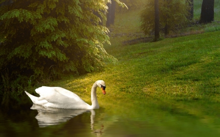 SWAN - wings, water, trees, feathers