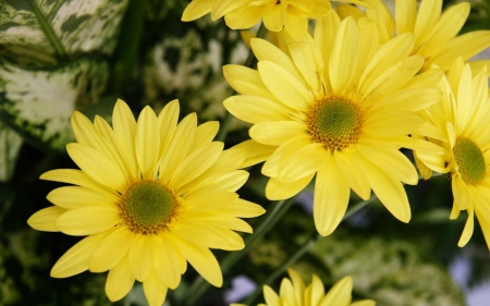 DAISIES - leaves, yellow, petals, green