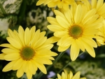 DAISIES