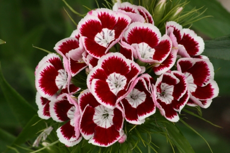 SWEET WILLIAM - leaves, petals, nature, colors