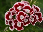 SWEET WILLIAM