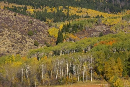 Aspens in Fall, Darby Canyon, Teton Valley, Idaho - fall, autumn, trees, scenic, mountains