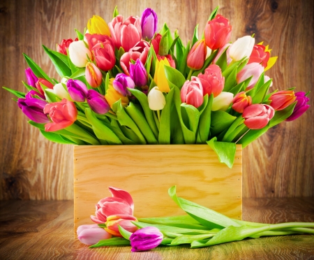 TULIPS - leaves, tulips, colors, stems