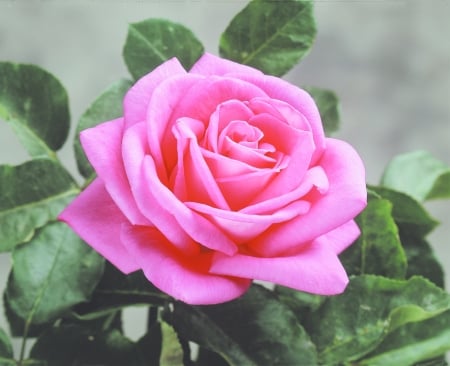 ROSE - leaves, colors, stem, petals