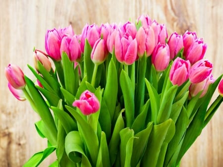 TULIPS - leaves, colors, stems, petals