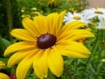 CONEFLOWERS AND DAISIES