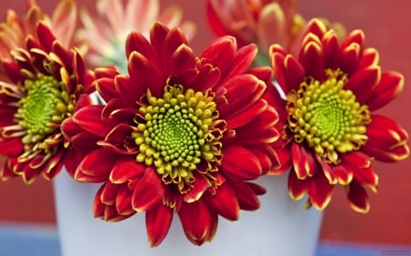 FLOWERS - nature, colors, petals, flower pot