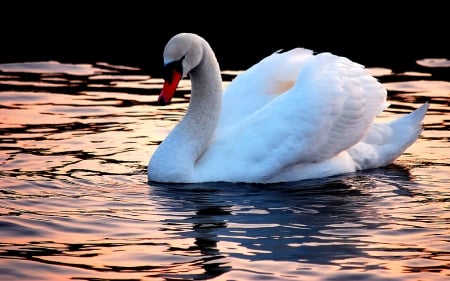 SWAN - wings, water, feathers, waves