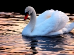 SWAN