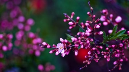 FLOWERS - BLOOMS, NATURE, COLORS, STEMS