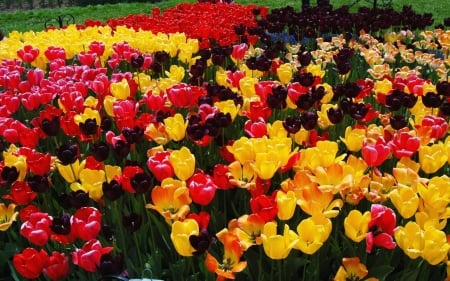 TULIPS - leaves, colors, stems, petals