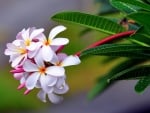 PLUMERIA