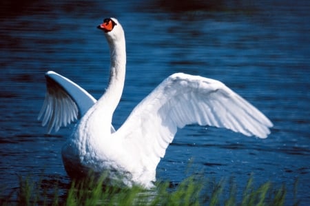 SWAN - wings, water, feathers, waves