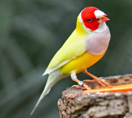 FINCH - WINGS, COLORS, FEATHERS, BIRD