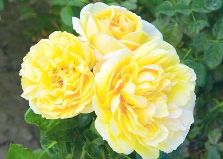 ROSES - leaves, yellow, petals, green