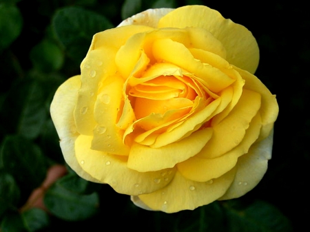 ROSE - YELLOW, LEAVES, GREEN, PETALS