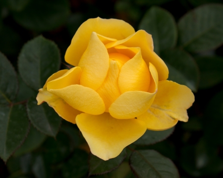 ROSE - leaves, green, yellow, petals