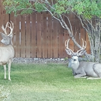 Mule Deer Bucks in yard, Cody, Wyoming