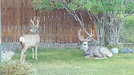 Mule Deer Bucks in yard, Cody, Wyoming