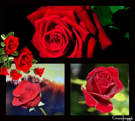 RED ROSES - image, collage, roses, red