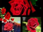 RED ROSES