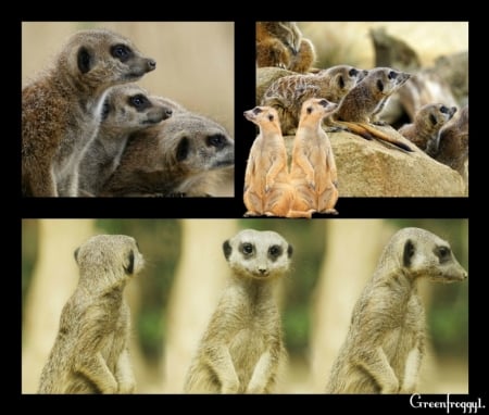 MEERKATS - image, collage, animals, meerkats