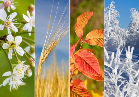 Four seasons - season, autumn, beautiful, winter, summer, four, spring