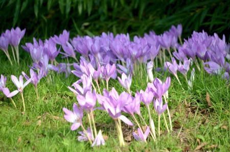 Autumn Crocus - blossoms, purple, plants, meadow, petals, park