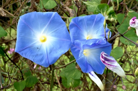 Little Bells - blossoms, petals, blue, plant, leaves, summer