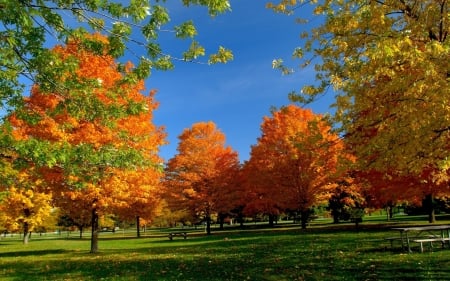 Autumn in the Park - season, fall, trees, leaves, colors