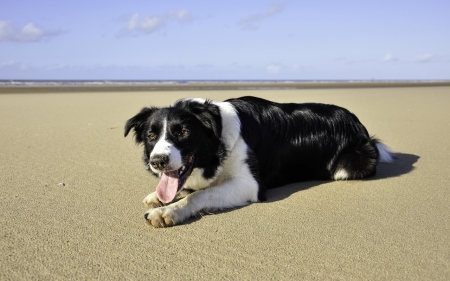 Dog On Beach - dogs, cute, animals, border collie