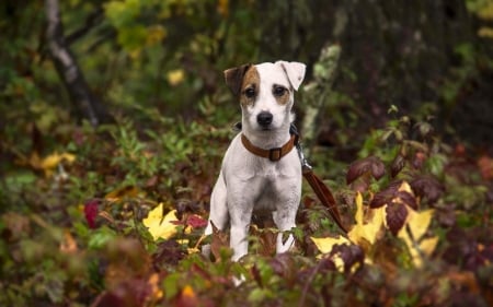 Forest Dog - dogs, cute, animals, puppies