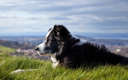 Waiting For Master - cute, dogs, border collie, animals