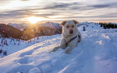 Mountain High - dogs, labrador, cute, animals