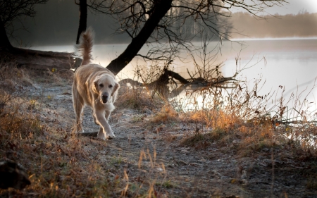 Stroll In The Park - cute, labrador, dogs, animals