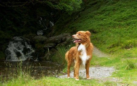 Dog - dogs, retriever, cute, animals