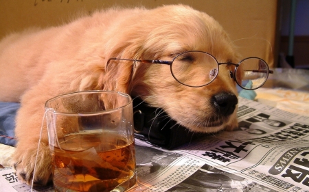 Drinking Puppy - dogs, funny, cute, animals