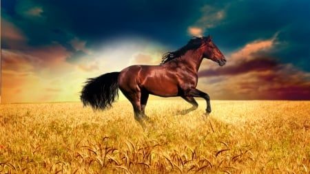 Running Free - sky, horse, wheat, stalliion, field, galloping, grass, firefox persona theme