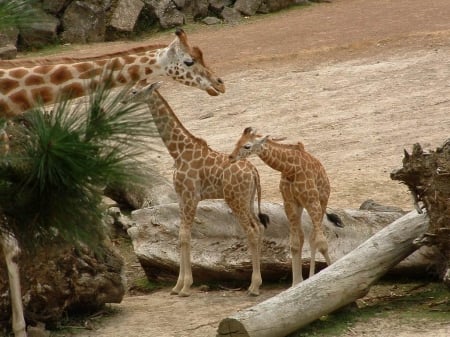 family of Giraffes - auckland, zoo, giraffe, new zealand